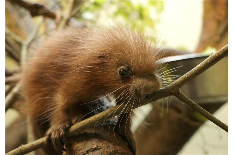 kuandu_obecny_coendou_prehensilis (1)