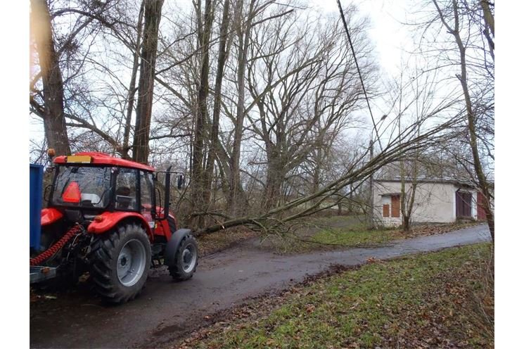 padlý strom Domažlice