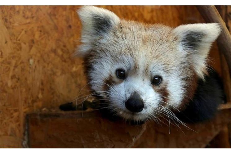 pandík