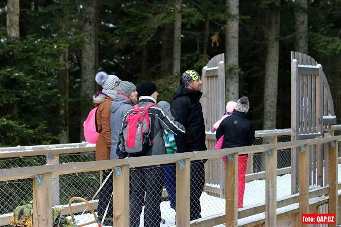 NC Srni vlci_foto QAP_cz (14) NC Srni vlci_foto QAP_cz (14)