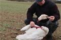Labut velká 2_1_2018 Bolevec 033 (4)