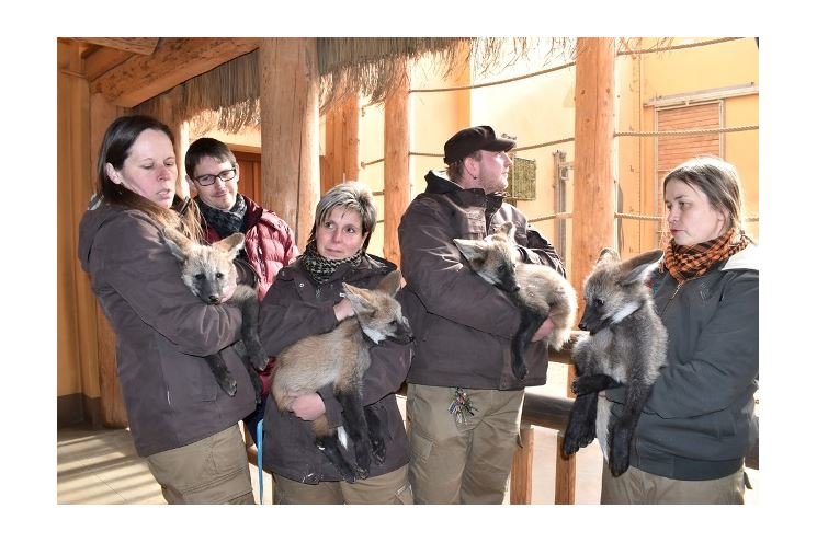 180301_Zoo_Vlk_4 180301_Zoo_Vlk_4
