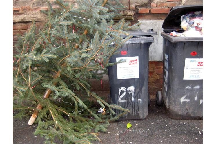 Vánoční stromky končí u popelnic1