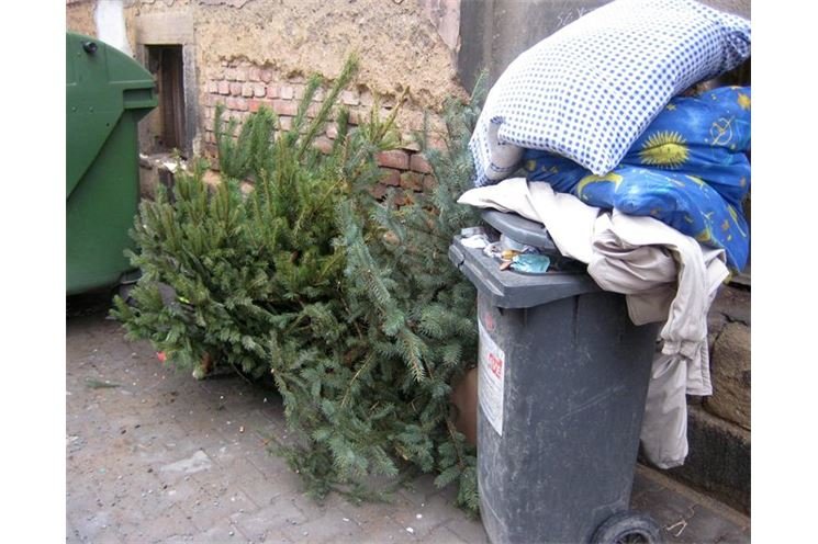 Vánoční stromky končí u popelnic4 Vánoční stromky končí u popelnic4