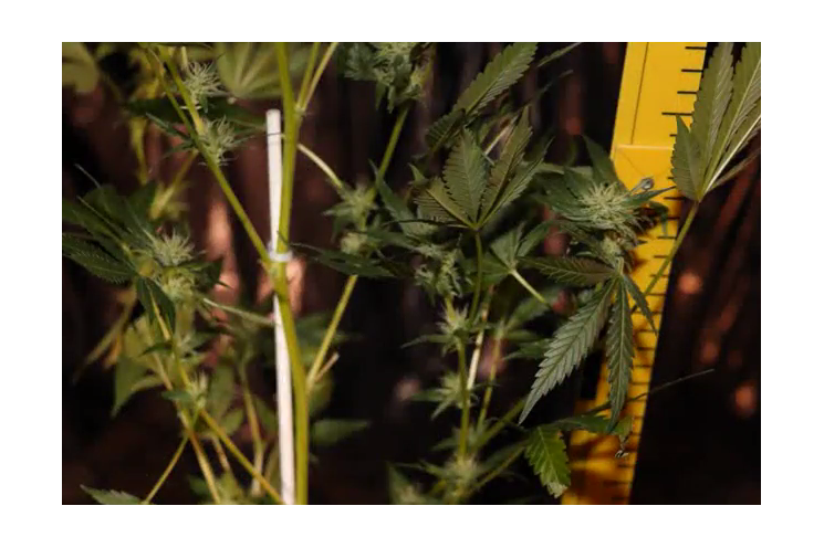 marihuana