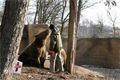 Buzení medvědů / Plzeň ZOO 10.března 2010. Medvědi si pochutnávali na piškotech. 