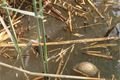 28.5. 2018 Rezervace Nový rybník (9)