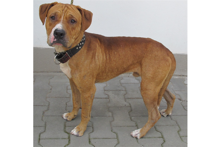 16044_Rocky_(1) 16044_Rocky_(1)
