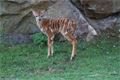 nyala foto zoo