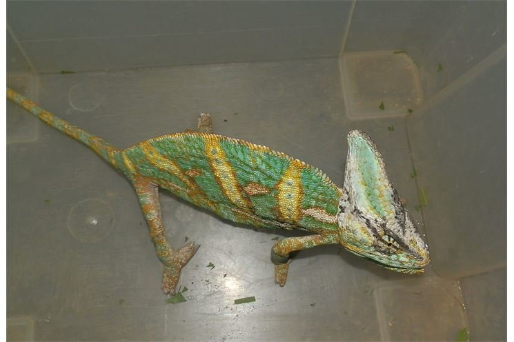 ChAMELEON ChAMELEON