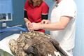 vyšetření orla mořského Vedilab Plzeň (1)