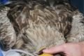 vyšetření orla mořského Vedilab Plzeň (7)