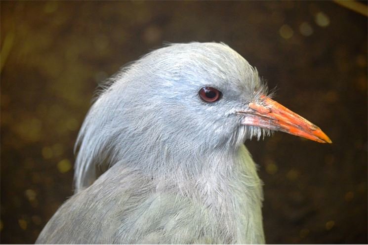 kagu chocholatý (6)