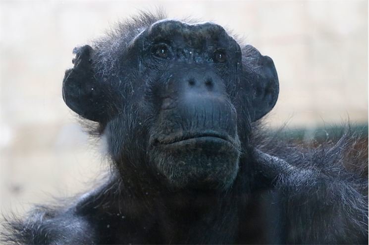 simpanz-ucenlivy-brigitta