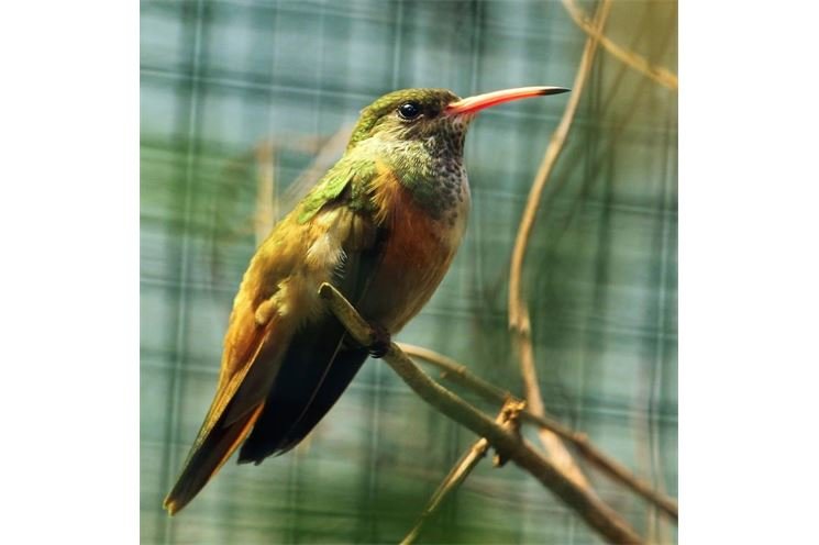 kolibřík Tereza Holá