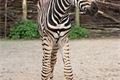 zebra-franta-mini