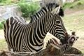 zebra-chapmannova-franta