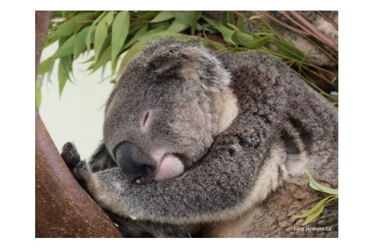 koala