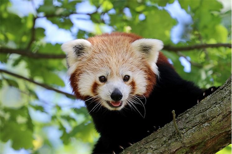 panda-cervena-ailurus-fulgens-fulgens-18-6-2018-km-mini (6) panda-cervena-ailurus-fulgens-fulgens-18-6-2018-km-mini (6)