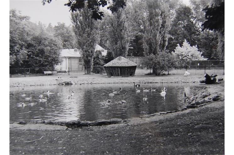dnes klokani a na pozadí pavilon opic