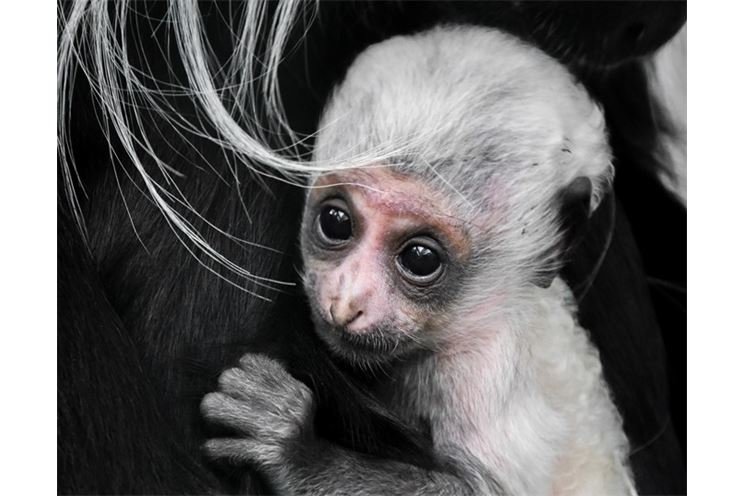 nové přírůstky v zoo (2)