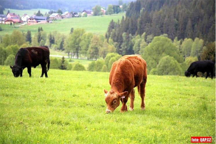 šumava foto QAP_cz (3)