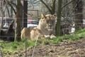 zoo 004