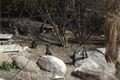 zoo 033