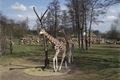 zoo 061