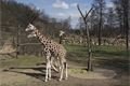 zoo 062