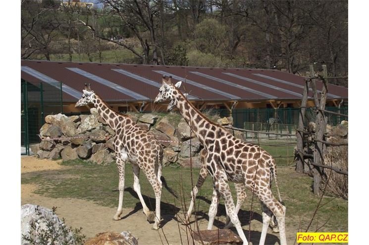 zoo 063
