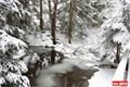 Jezero Laka Šumava (10)