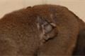 lemur-hnedy-upr-km-mini