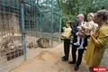 zoo_krest lvicata (18)