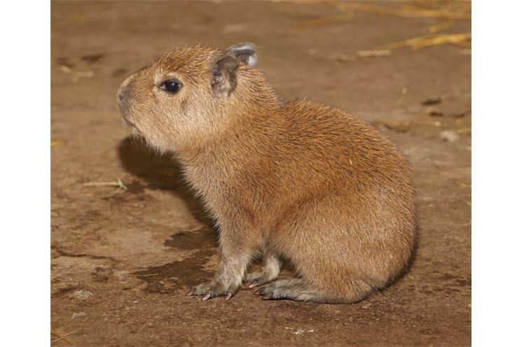 kapybara 2020