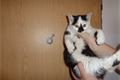 kote4