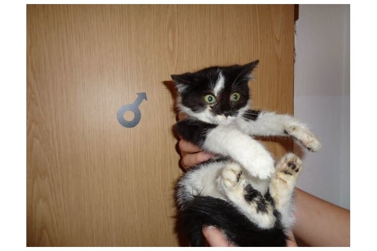 kote5