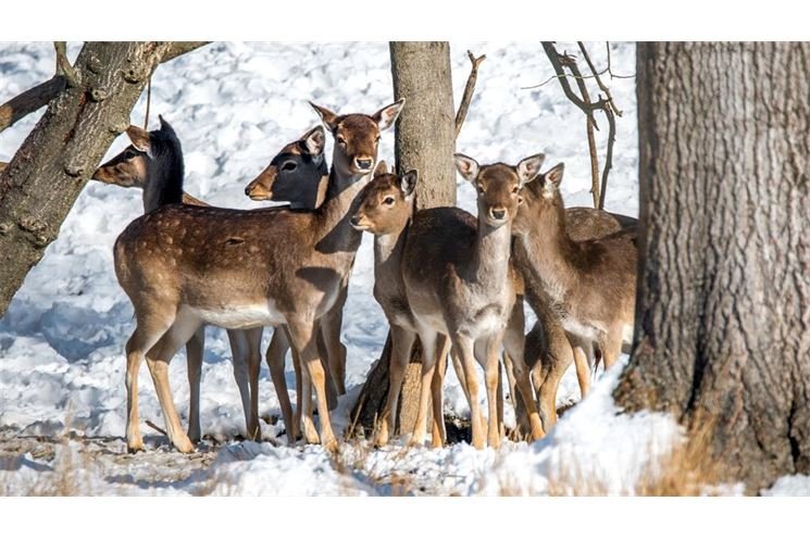 fallow-deer-2118548_1920 fallow-deer-2118548_1920