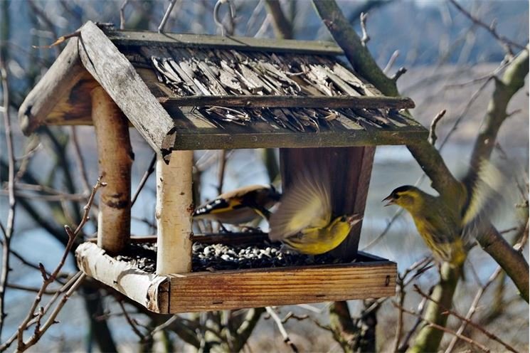 birds-664232_1920 birds-664232_1920