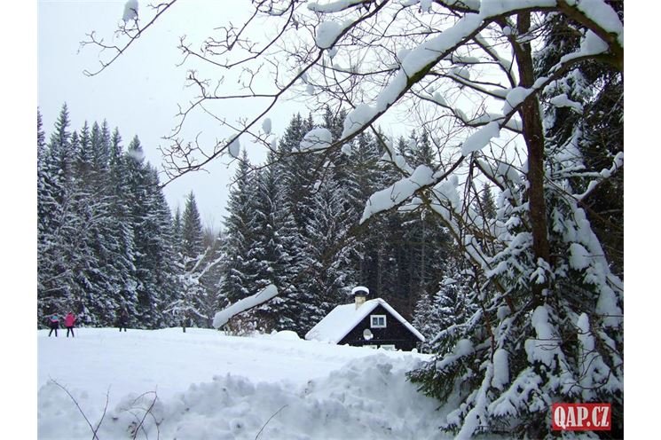 ŠUMAVA SRNI FOTO QAP (16)