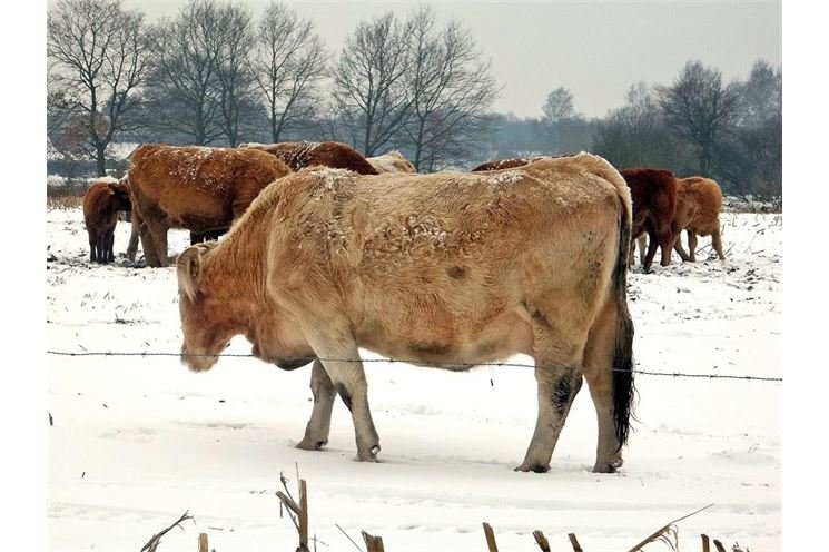 cow-255668_1920 cow-255668_1920