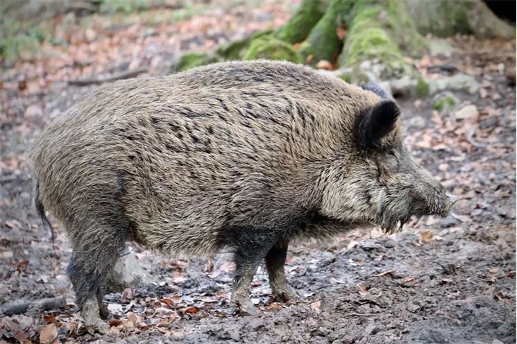 boar-4735586_1920(1) boar-4735586_1920(1)