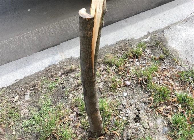 poškozené stromy na Borech_UMO3a