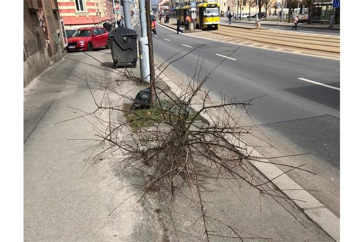 poškozené stromy na Borech_UMO3 poškozené stromy na Borech_UMO3