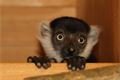 lemur-vari-belopasy-varecia-variegata-29-4-2021-km-upr (4)