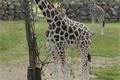 zoo zirafa