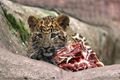 levhart-cinsky-zoo_2