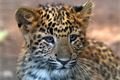 levhart-cinsky-zoo_1