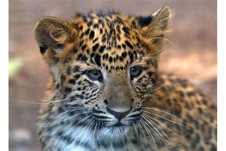 levhart-cinsky-zoo_1