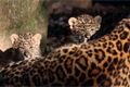 levhart-cinsky-zoo_3